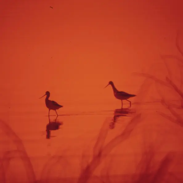 湖の鳥たち。